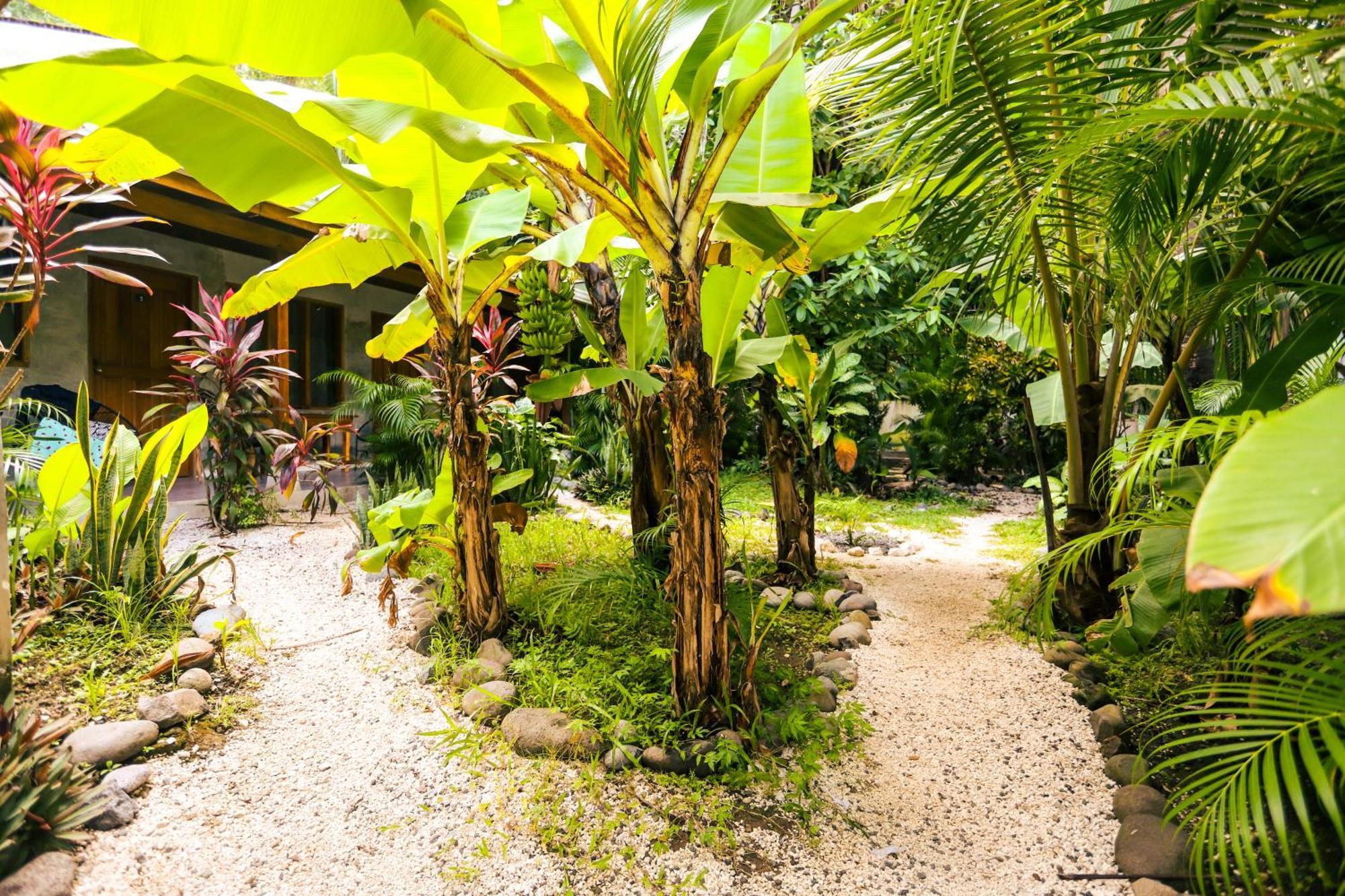 Cabinas Playa Surf Hostel Playa Santa Teresa  Exteriér fotografie